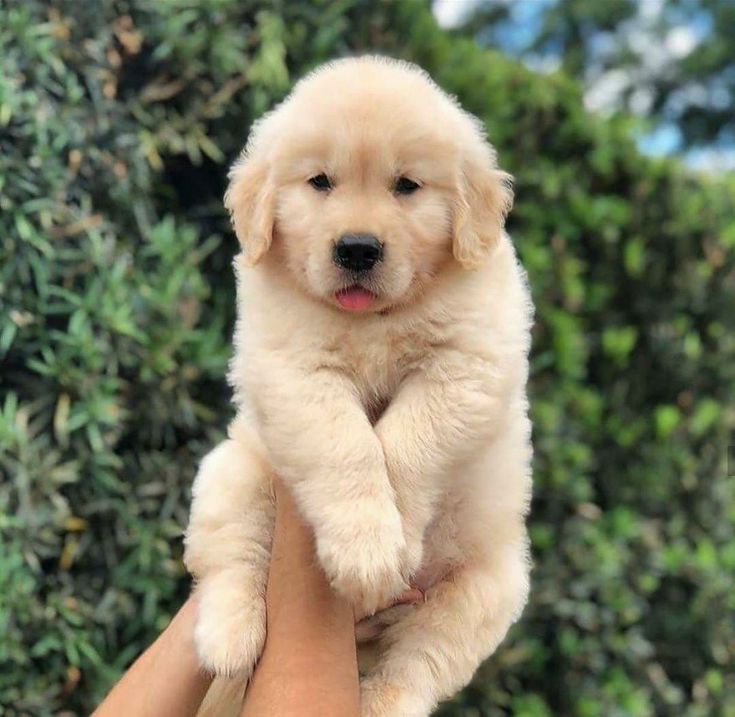 Golden Retriever