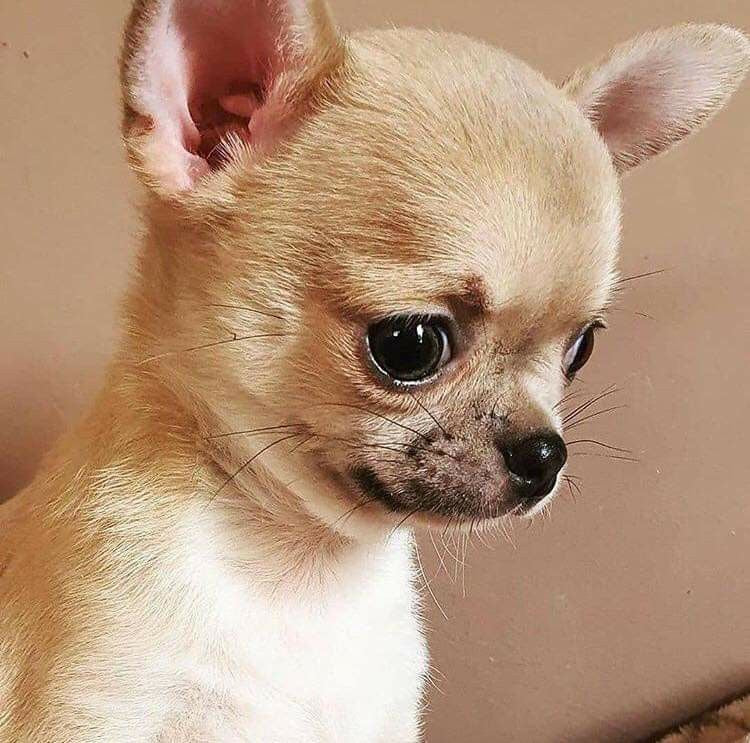 Chihuahua Cabeza de Manzana