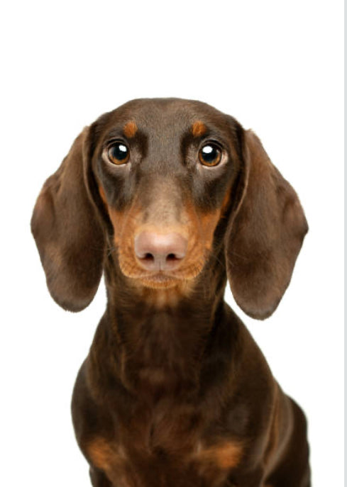 Dachshund Standard (Teckel Estándar)
