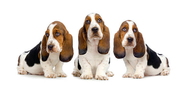 Basset Hound