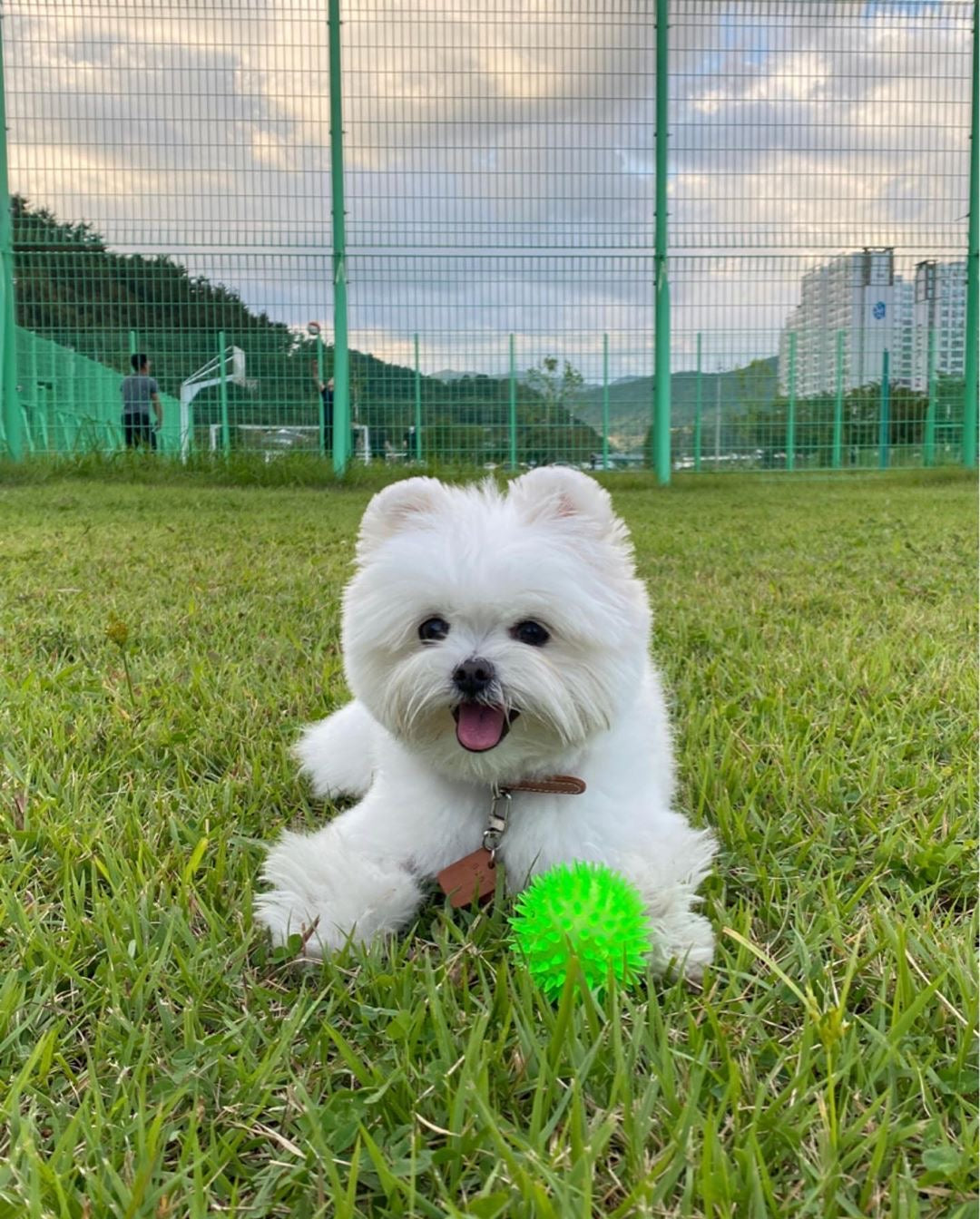 Bichón Maltés