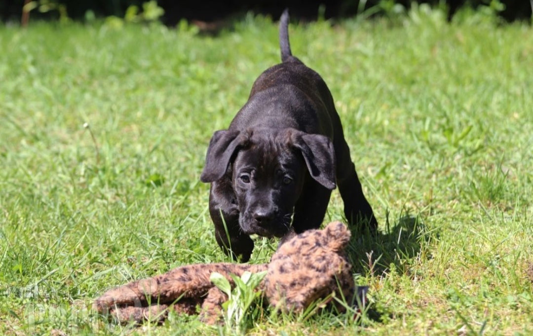 Presa Canario