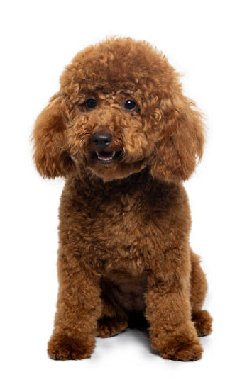 Caniche Toy