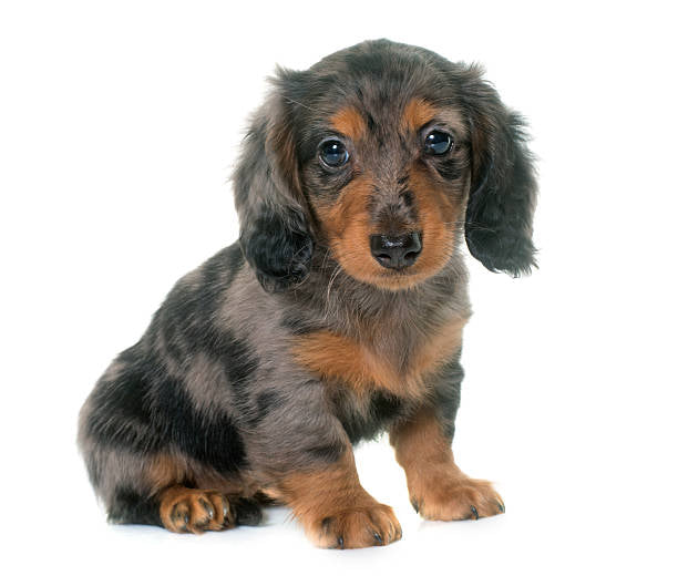 Dachshund Exótico Merle Pelo Largo