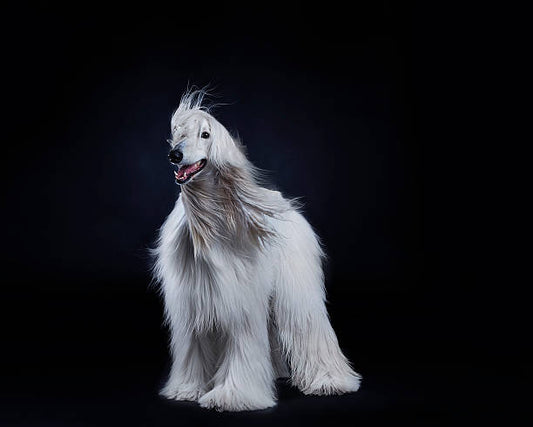 Afghan Hound (Galgo Afgano)