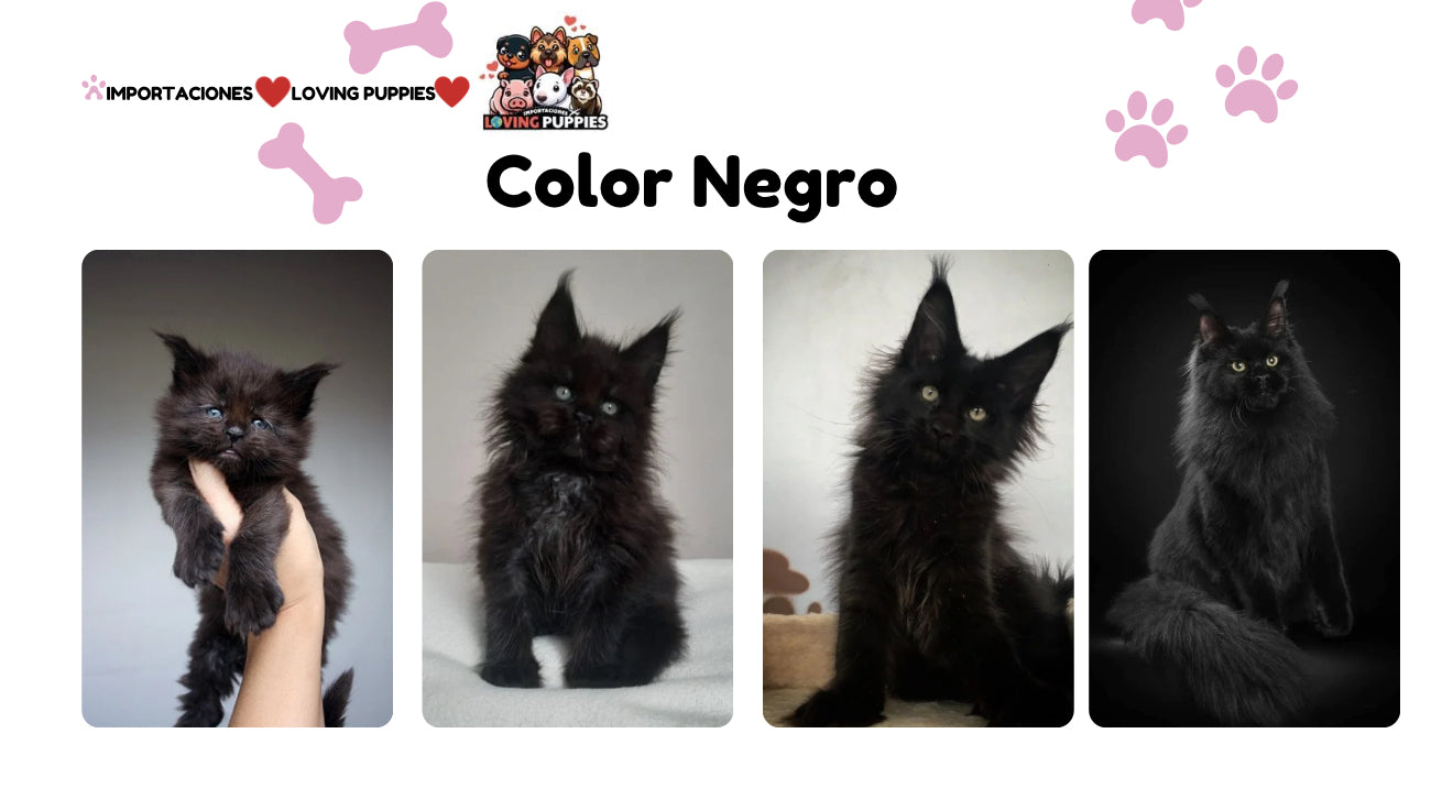 Gato Gigante Maine Coon