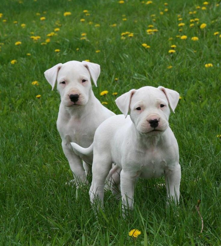Dogo Argentino