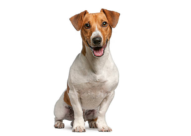 Jack russell terrier