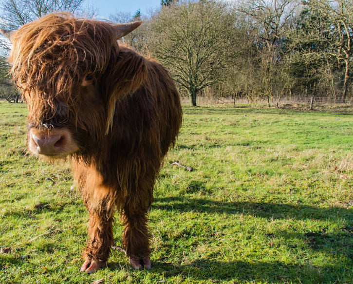 Mini Vaca Highland