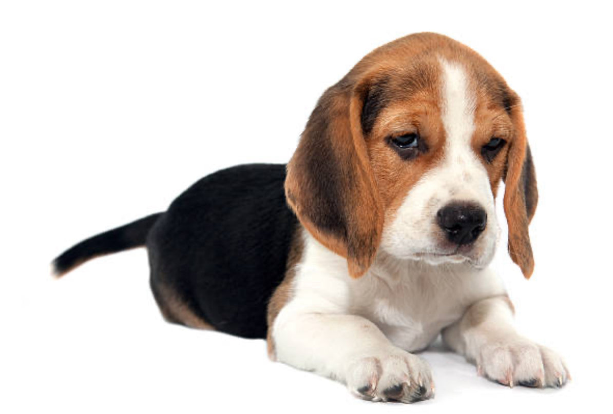 Beagle