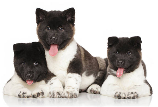 Akita Americano