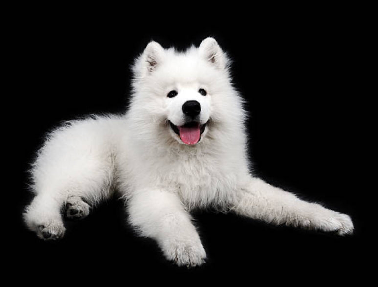 Samoyedo