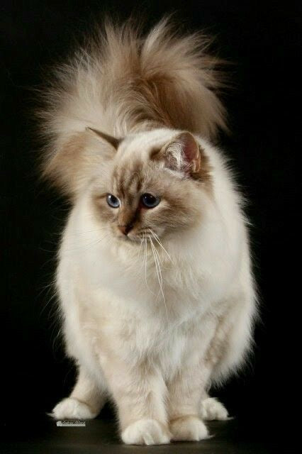 Gato Munchkin