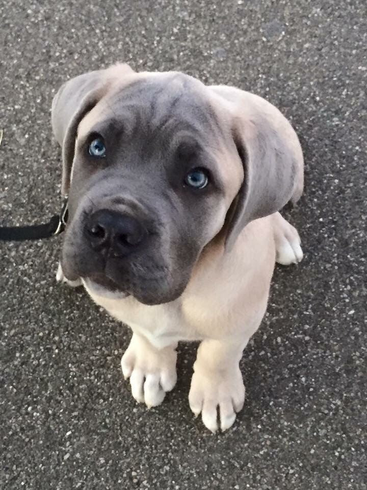 Cane Corso