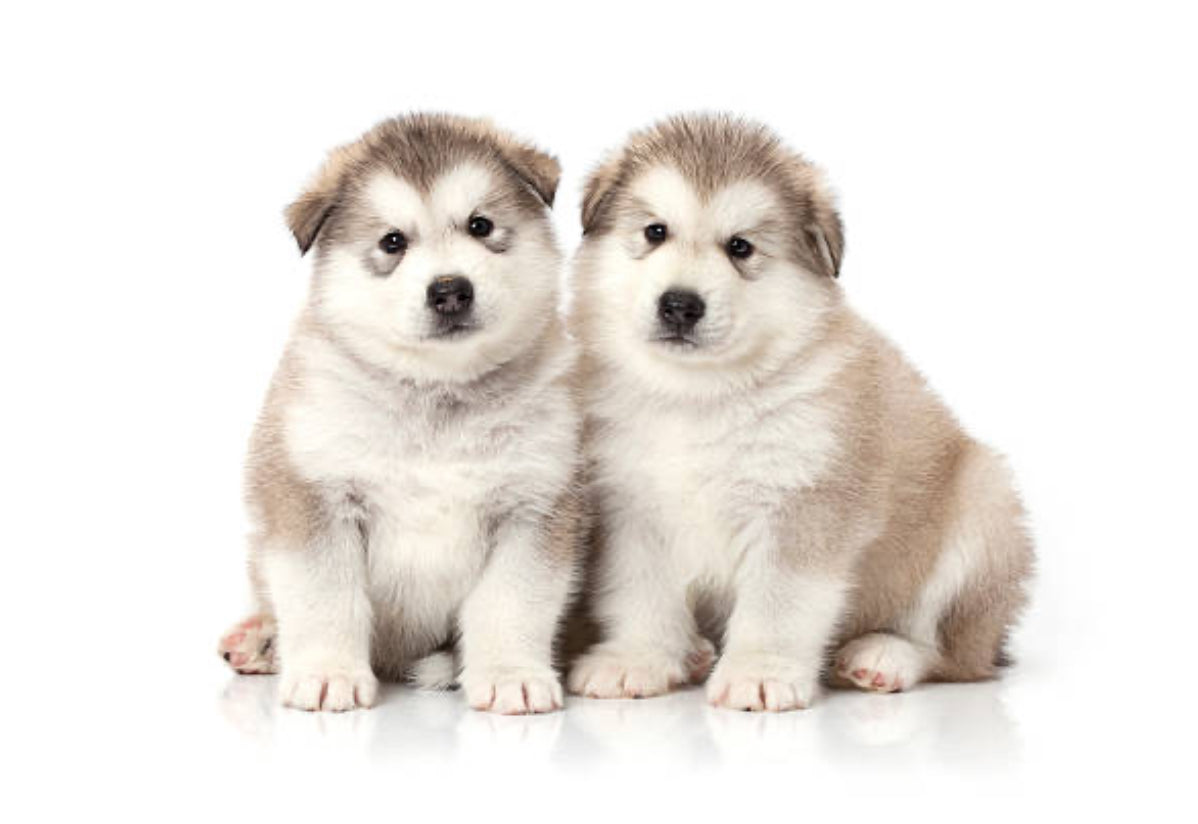 Malamute de Alaska