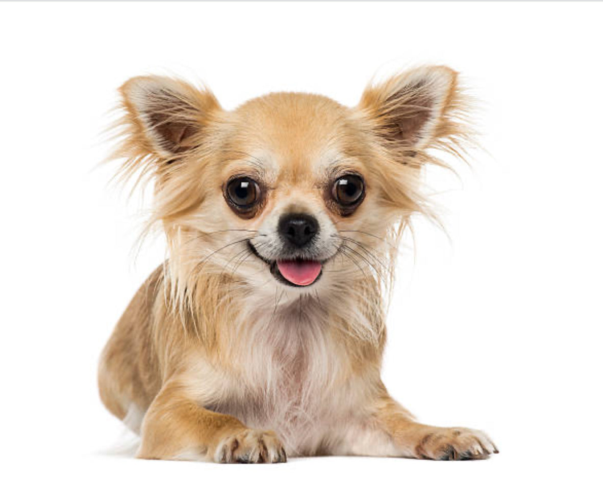 Chihuahua pelo largo