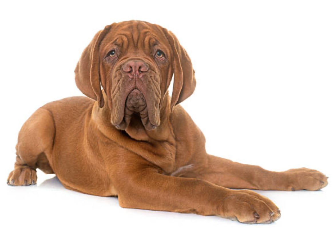 Dogo de Burdeos