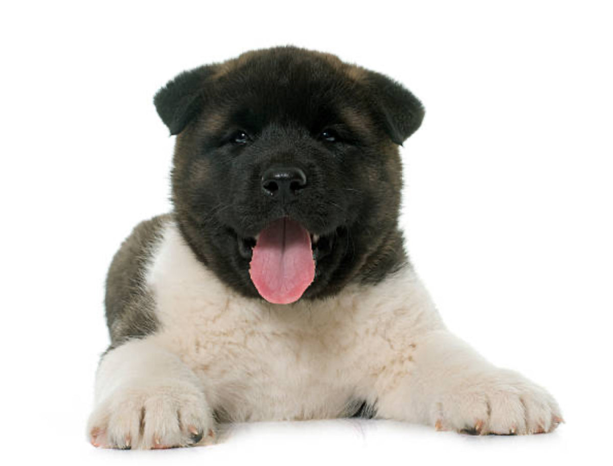 Akita Americano