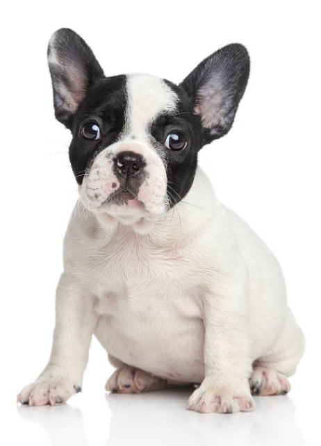 Bulldog Frances