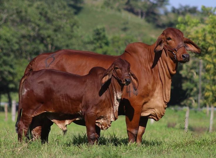 Terneros brahman Rojo