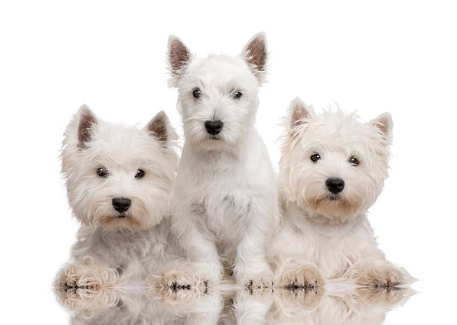 West Highland Terrier