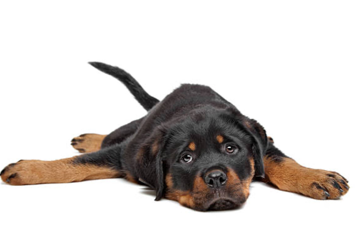 Rottweiler