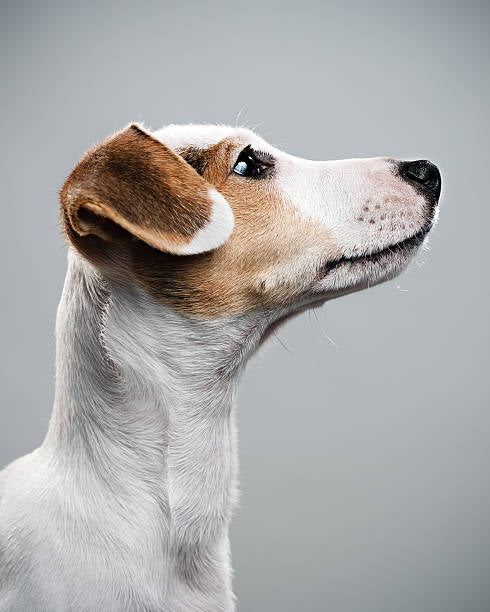 Jack russell terrier