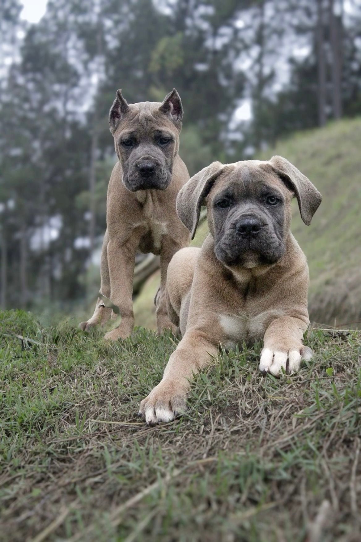 Cane Corso