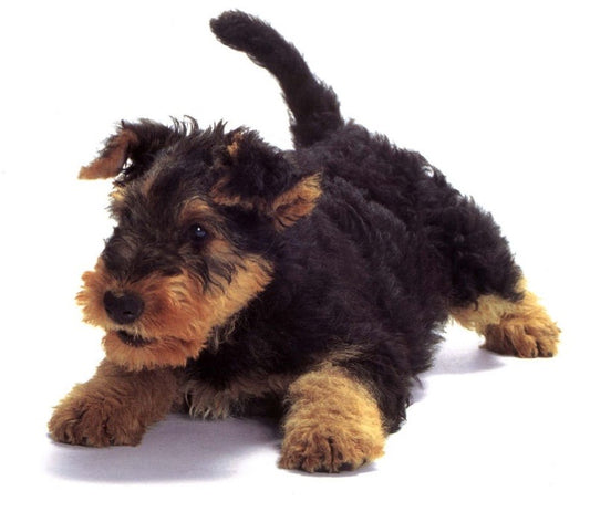 Airedale terrier