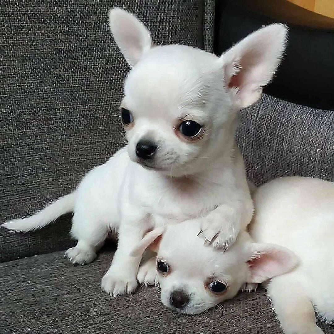 Chihuahua Cabeza de Manzana