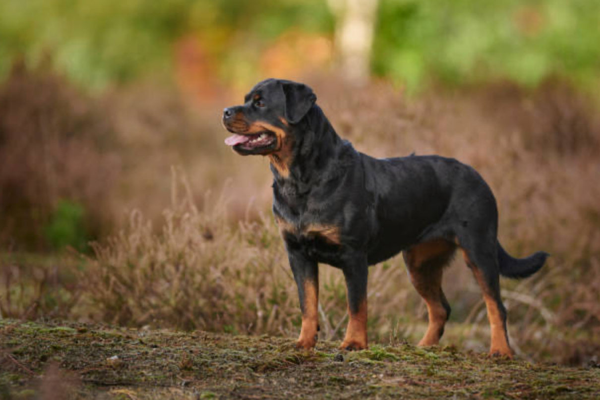 Rottweiler