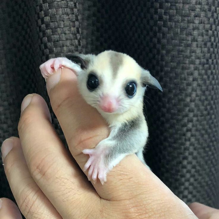 Sugar Glider