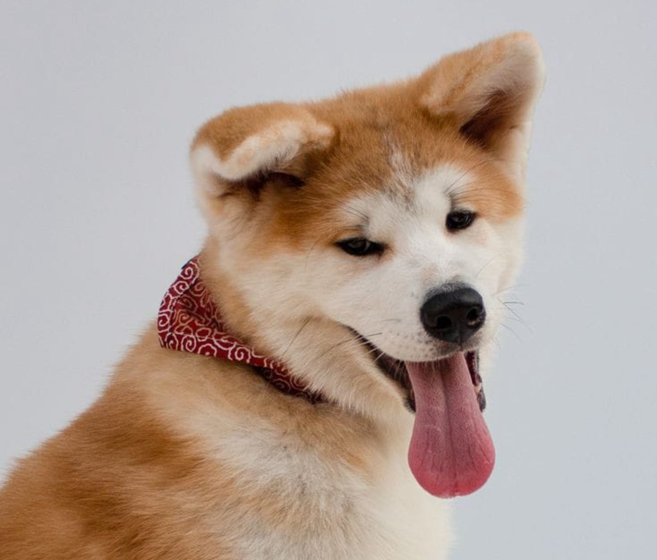 Akita Inu Japonés