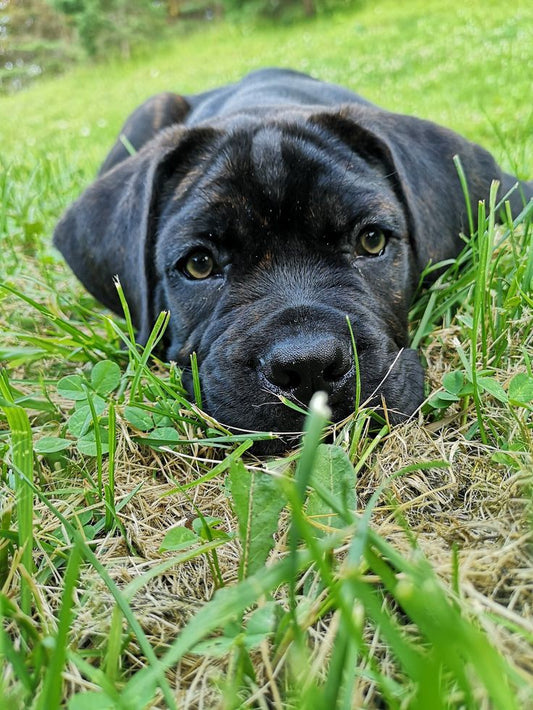 Presa Canario