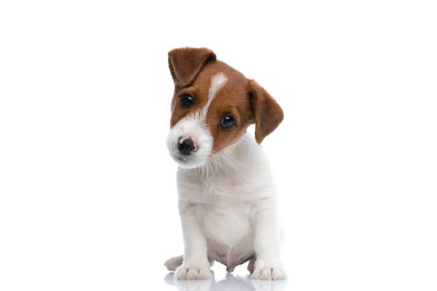 Jack russell terrier