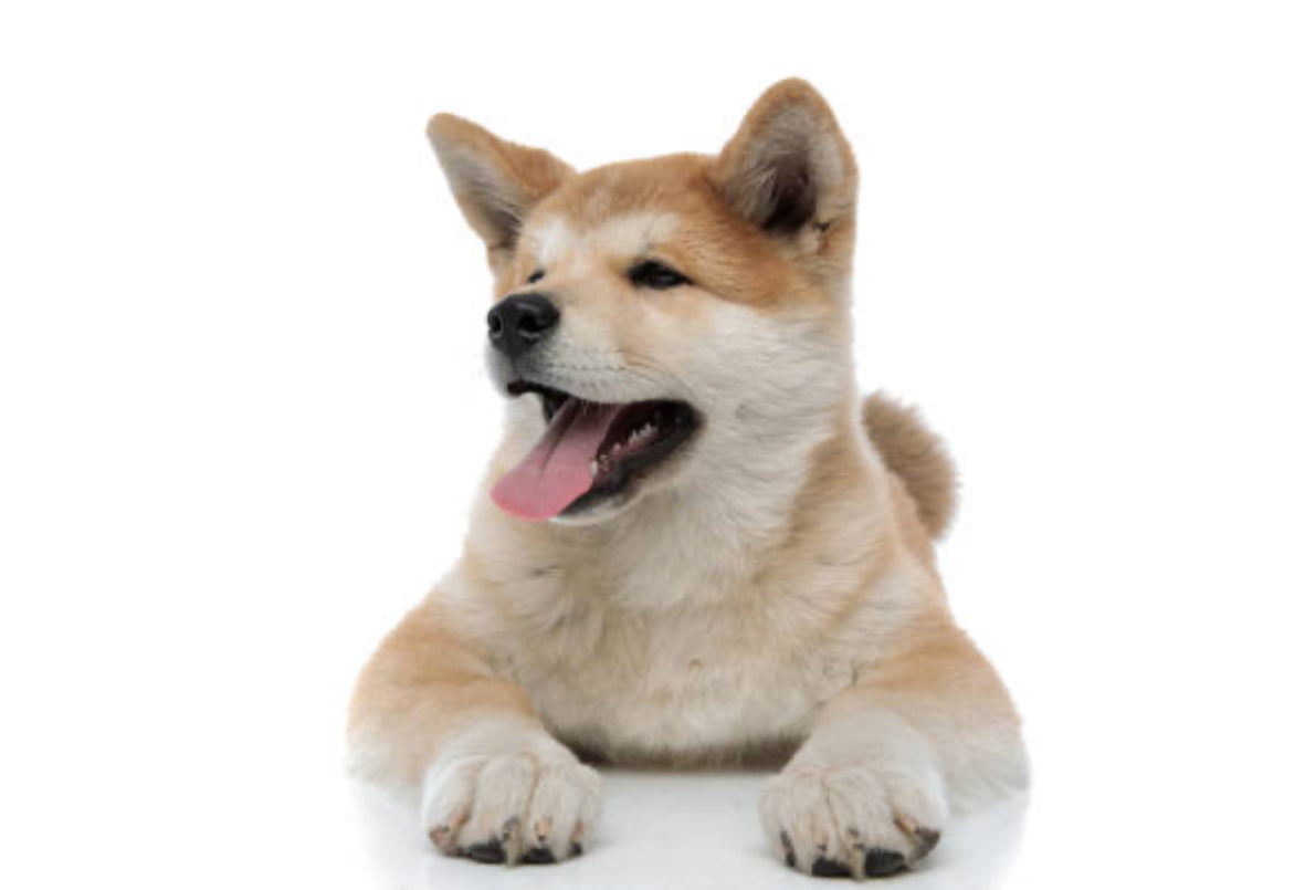 Akita Inu Japonés