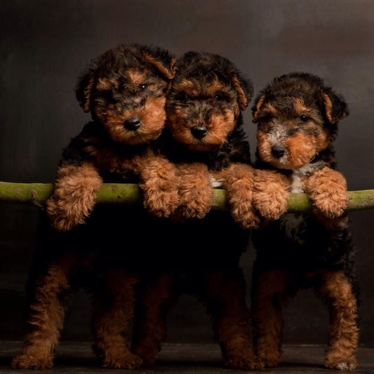 Airedale terrier