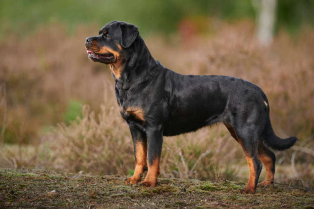 Rottweiler