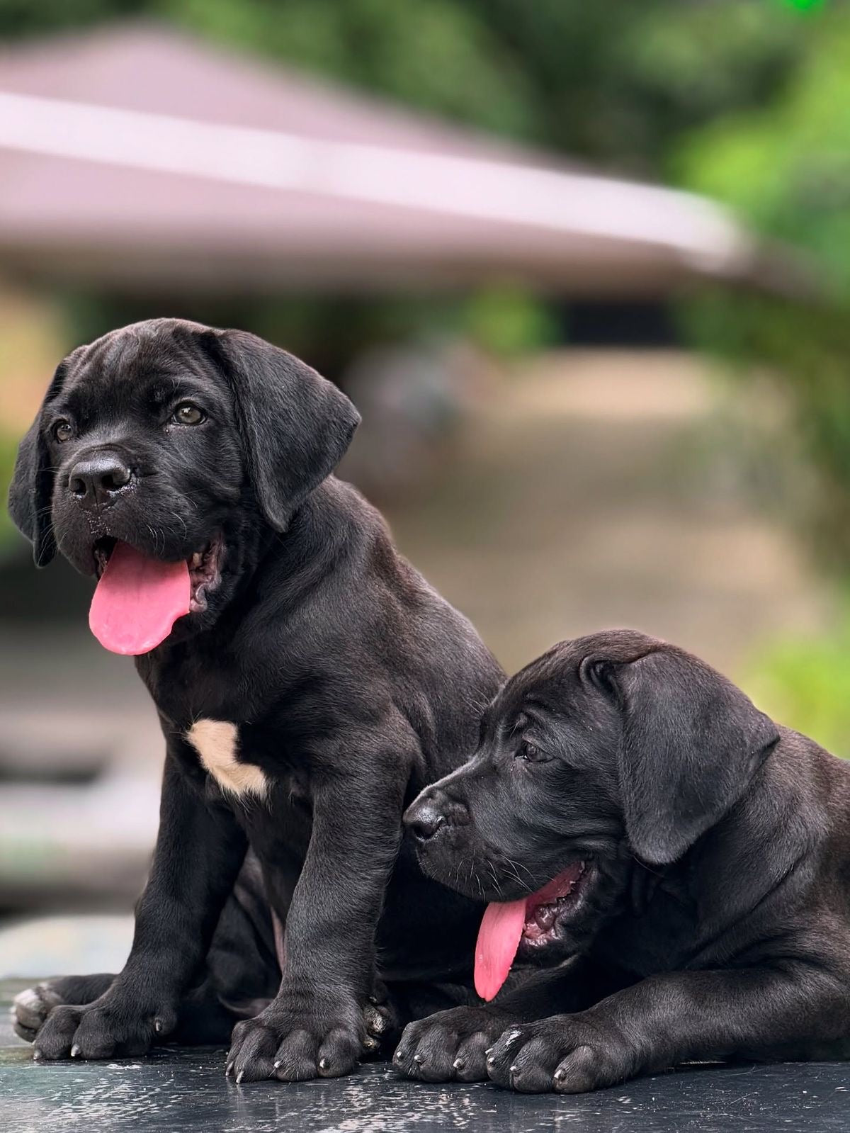 Cane Corso