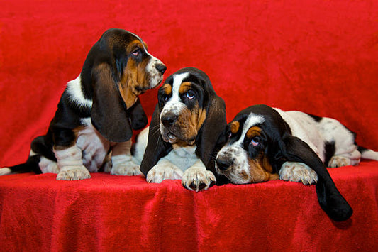 Basset Hound