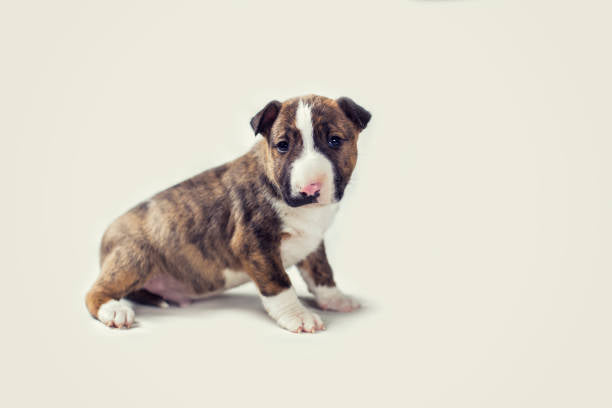 Bull Terrier