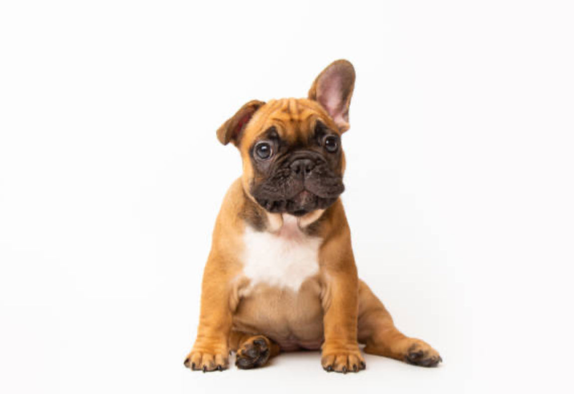 Bulldog Frances