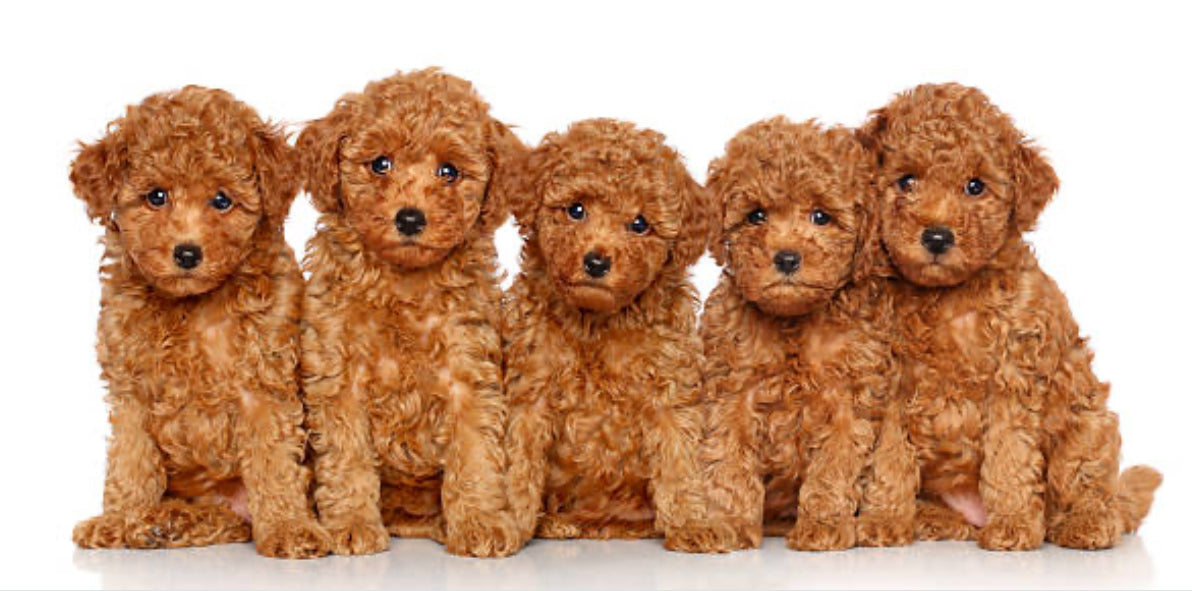 Caniche Toy
