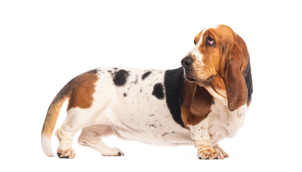 Basset Hound