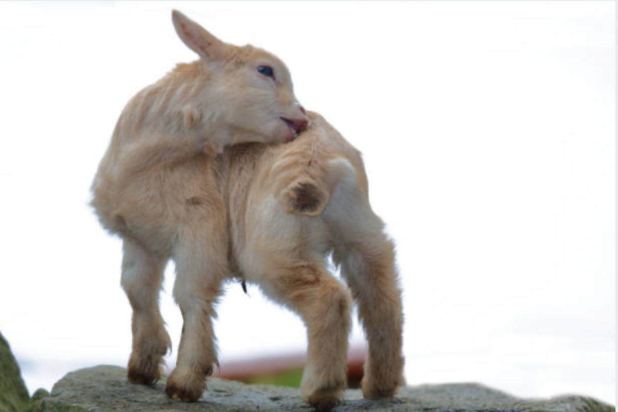 Cabra Enana Pigmea