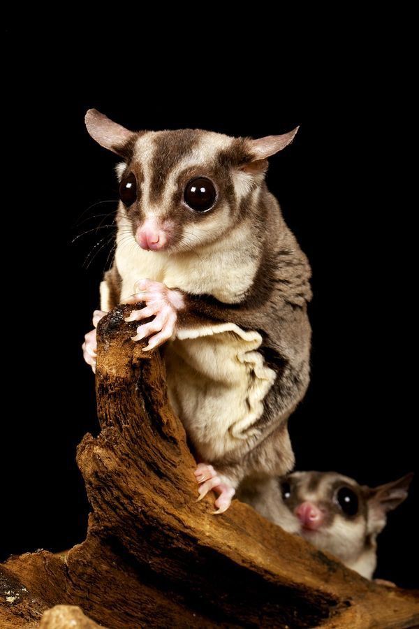 Sugar Glider