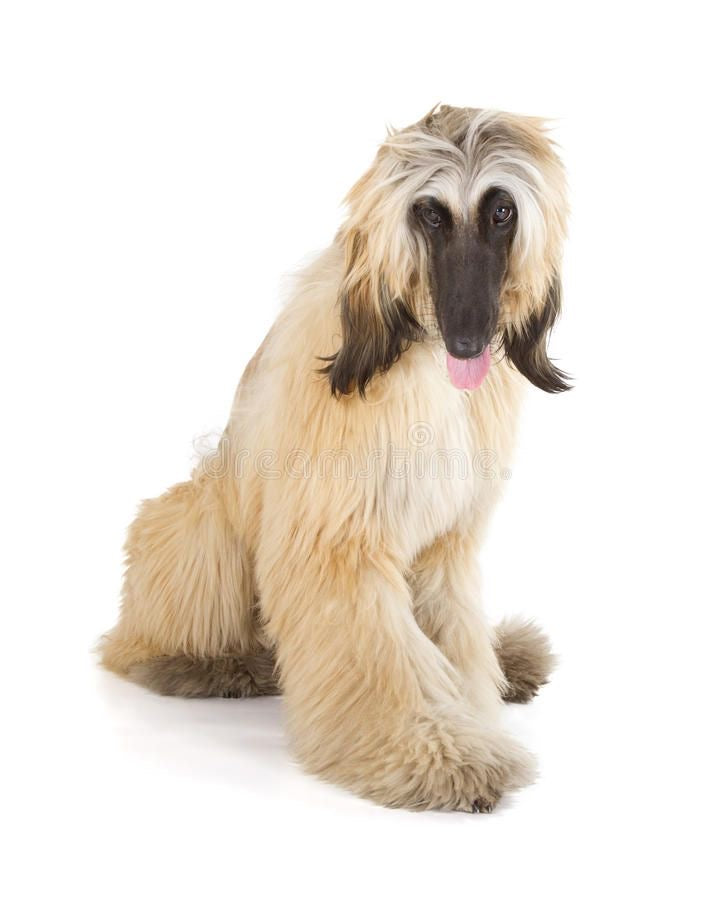 Afghan Hound (Galgo Afgano)