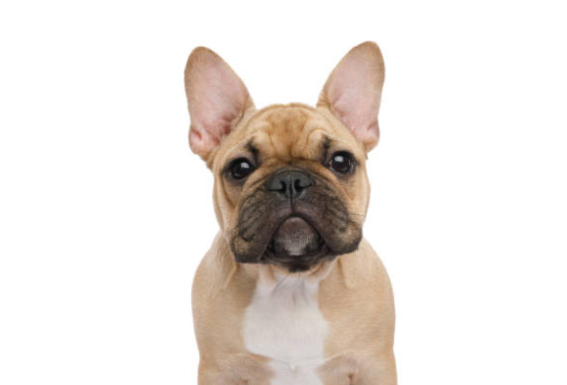 Bulldog Frances