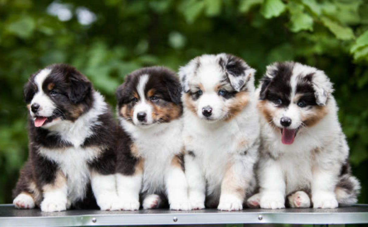Pastor Ovejero Australiano (Australian Shepherd)