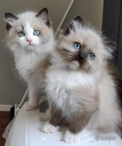 Gato Munchkin